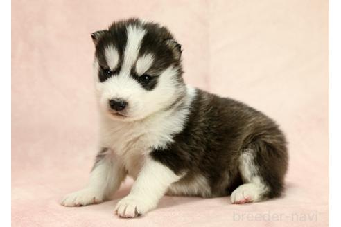 成約済の茨城県のミックス犬-365384の2枚目