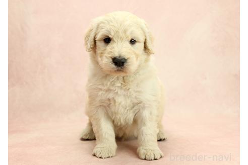 成約済の茨城県のゴールデンドゥードル:ゴールデンレトリーバー×プードル-365416の8枚目