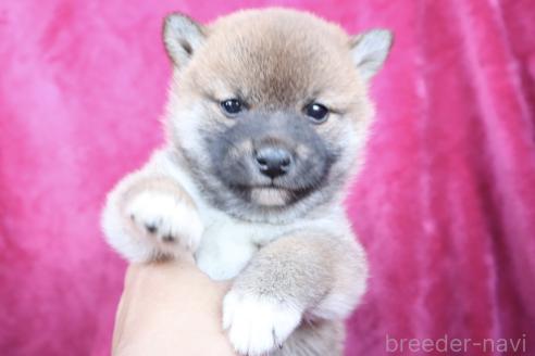 成約済の東京都の柴犬-365426の6枚目