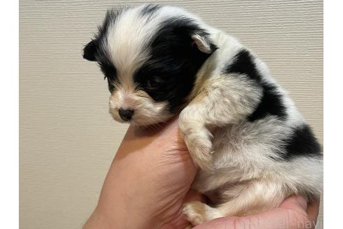 成約済の滋賀県のパピヨン-361367の4枚目