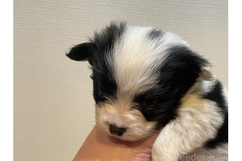 成約済の滋賀県のパピヨン-361367の3枚目