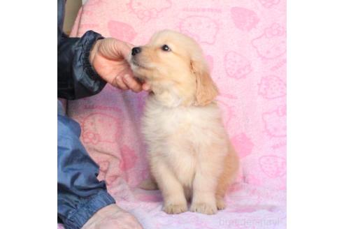 成約済の滋賀県のゴールデンレトリーバー-359465の14枚目