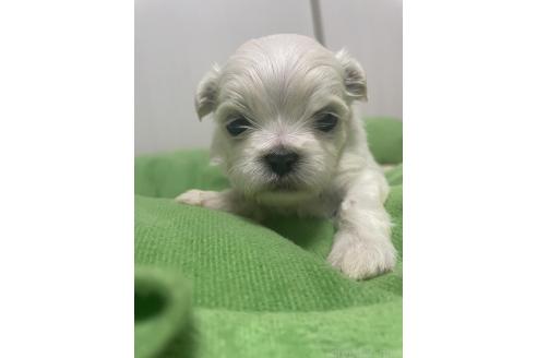 成約済の滋賀県のミックス犬-365451の23枚目