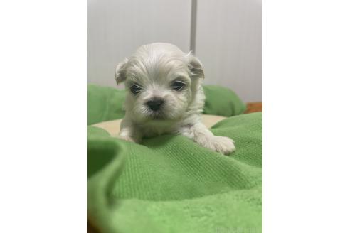 成約済の滋賀県のミックス犬-365451の22枚目