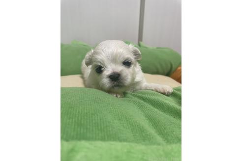 成約済の滋賀県のミックス犬-365451の21枚目