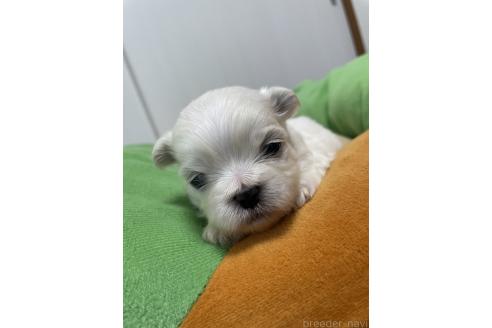 成約済の滋賀県のミックス犬-365451の20枚目