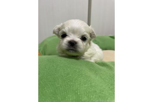 成約済の滋賀県のミックス犬-365452の23枚目