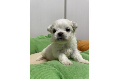 成約済の滋賀県のミックス犬-365452の22枚目