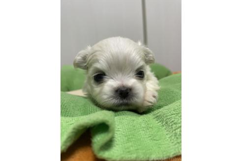 成約済の滋賀県のミックス犬-365452の21枚目