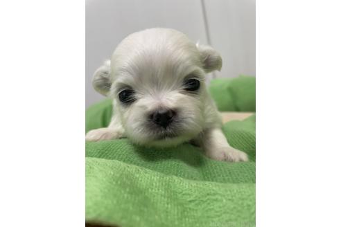 成約済の滋賀県のミックス犬-365452の20枚目