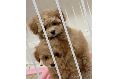 成約済の埼玉県のタイニープードル-364419の3枚目