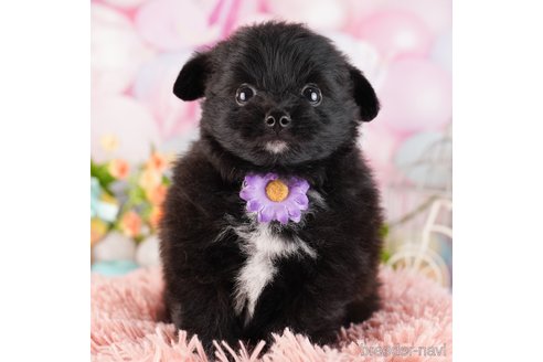 成約済の東京都のミックス犬-365598の6枚目
