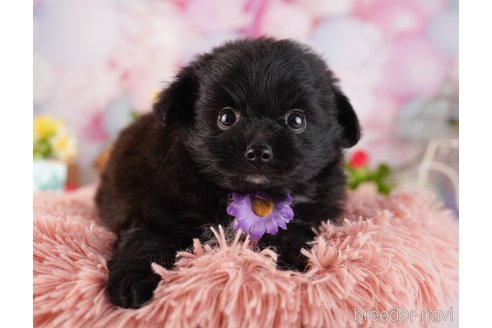 成約済の東京都のミックス犬-365598の7枚目