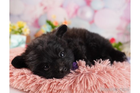 成約済の東京都のミックス犬-365598の3枚目