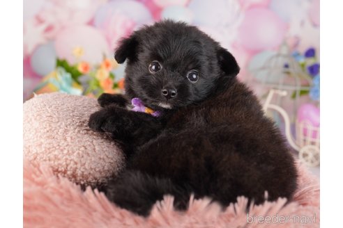 成約済の東京都のミックス犬-365598の4枚目