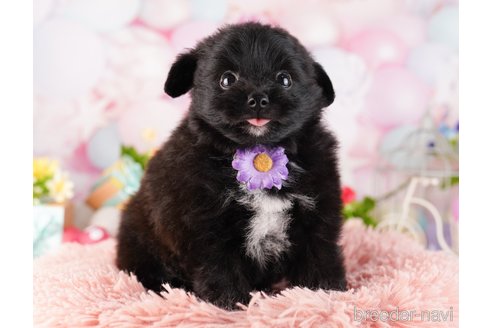 成約済の東京都のミックス犬-365598の5枚目