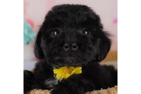 子犬