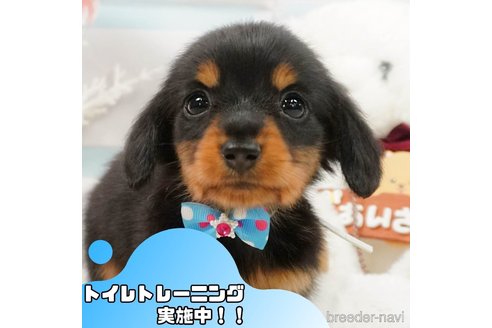 成約済の静岡県のミニチュアダックスフンド(ロングヘアード)-366632の1枚目