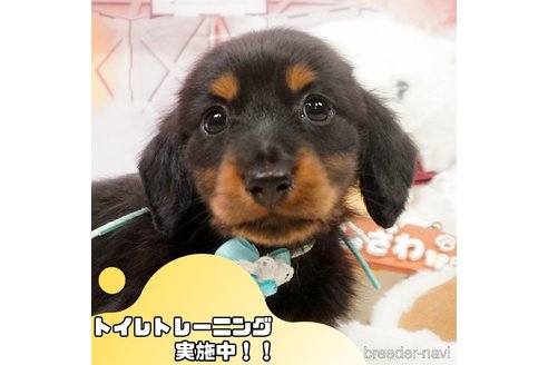 成約済の静岡県のミニチュアダックスフンド(ロングヘアード)-366633の1枚目