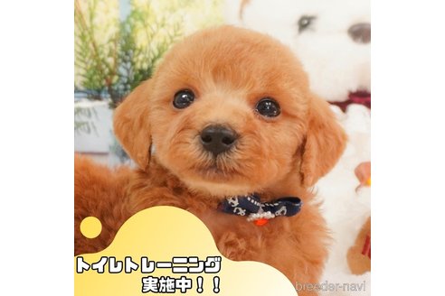 成約済の静岡県のトイプードル-366628の1枚目