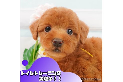 成約済の静岡県のトイプードル-365883の1枚目