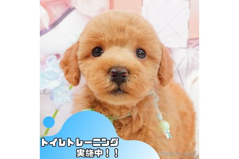 成約済の静岡県のトイプードル-366626の1枚目