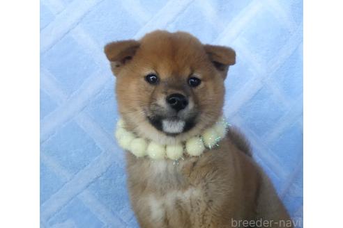 成約済の静岡県の柴犬-363177の4枚目