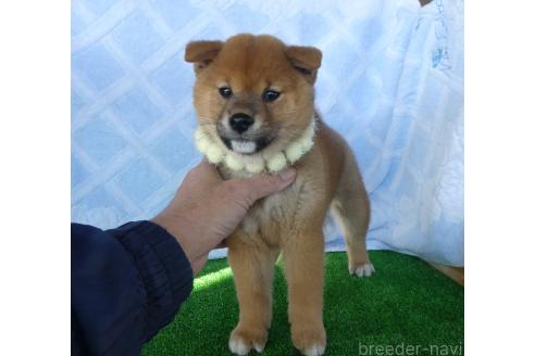 成約済の静岡県の柴犬-363177の3枚目