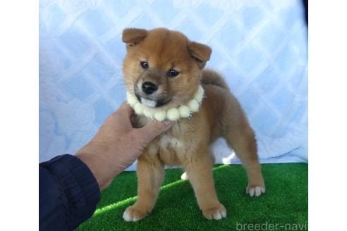 成約済の静岡県の柴犬-363177の2枚目