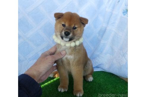 成約済の静岡県の柴犬-363177の1枚目