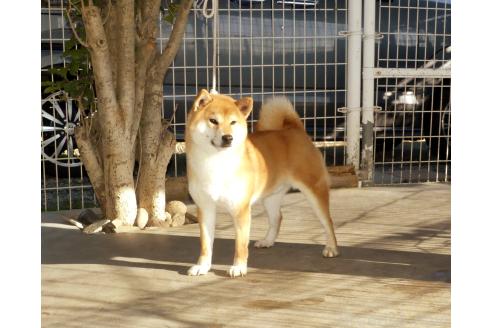 力彦くん1枚目