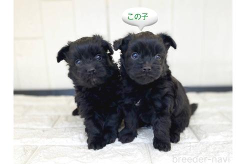 成約済の茨城県のチワプー:チワワ×トイプードル-362801の23枚目