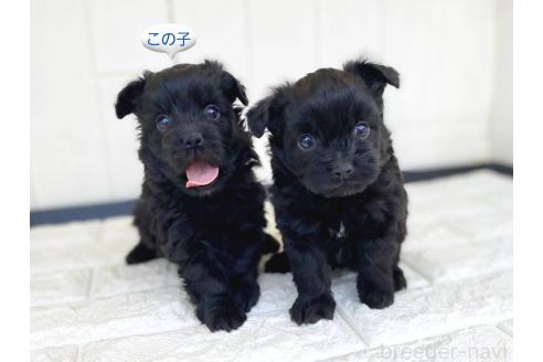 成約済の茨城県のチワプー:チワワ×トイプードル-362796の32枚目