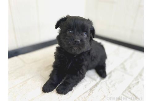 成約済の茨城県のチワプー:チワワ×トイプードル-362796の22枚目