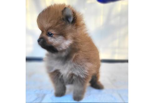 成約済の茨城県のポメラニアン-362401の22枚目