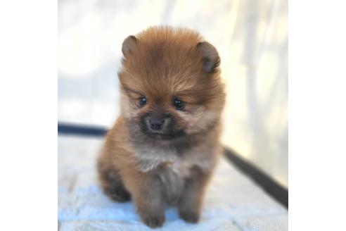 成約済の茨城県のポメラニアン-362401の15枚目