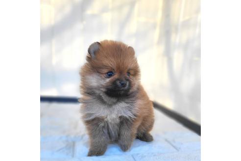 成約済の茨城県のポメラニアン-362401の14枚目