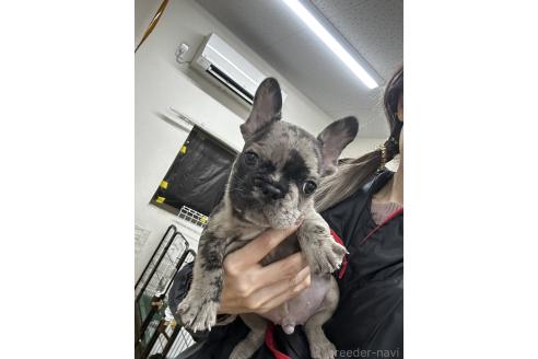 成約済の千葉県のフレンチブルドッグ-365585の8枚目