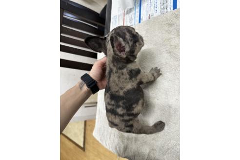 成約済の千葉県のフレンチブルドッグ-365585の6枚目