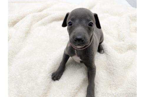 成約済の愛知県のイタリアングレーハウンド(イタグレ)-364596の6枚目