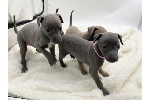 成約済の愛知県のイタリアングレーハウンド(イタグレ)-364596の4枚目