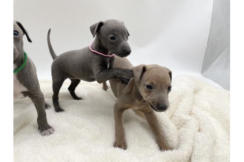 成約済の愛知県のイタリアングレーハウンド(イタグレ)-364596の3枚目