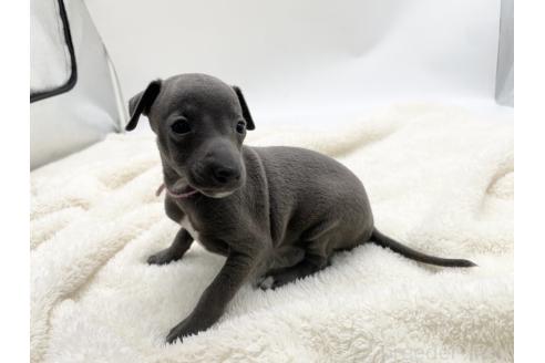 成約済の愛知県のイタリアングレーハウンド(イタグレ)-364596の2枚目