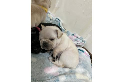 成約済の滋賀県のフレンチブルドッグ-363932の21枚目
