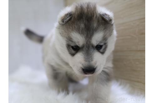 成約済の愛知県のシベリアンハスキー-365699の2枚目