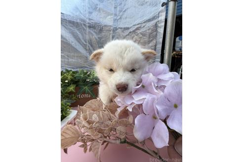 成約済の広島県の柴犬-358091の3枚目