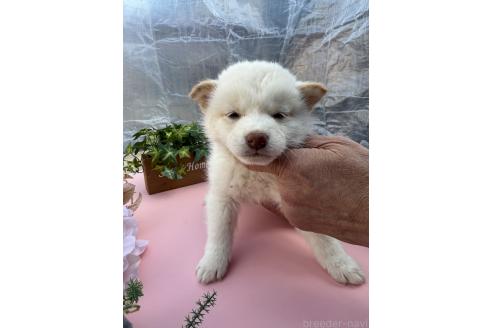 成約済の広島県の柴犬-358091の2枚目