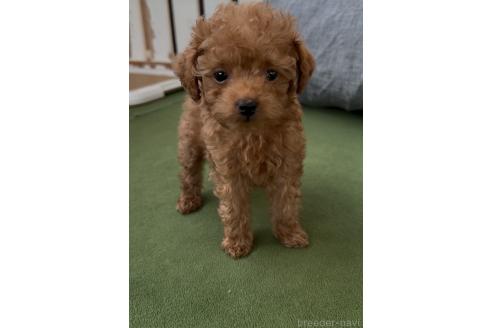 成約済の福岡県のミックス犬-363640の5枚目
