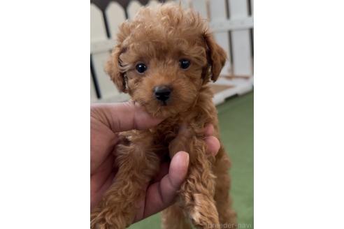 成約済の福岡県のミックス犬-363640の4枚目