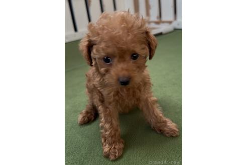 成約済の福岡県のミックス犬-363640の3枚目